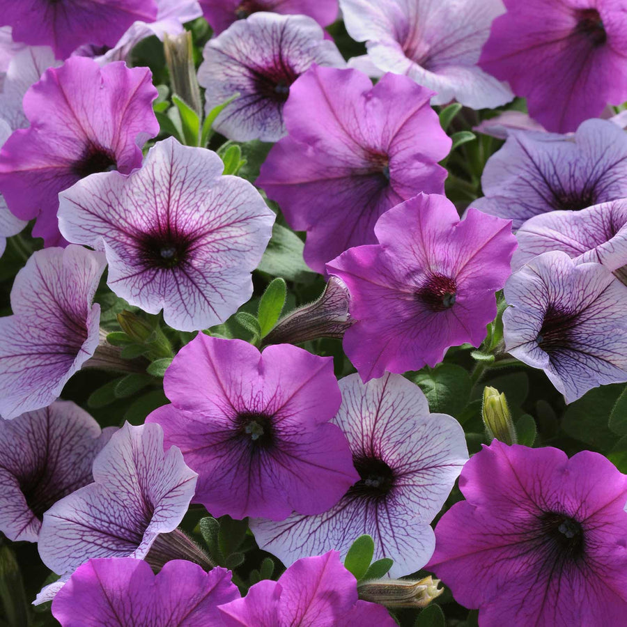 Petunia Mix Colours 20 Plants Petunia Mix Colours 20 Plants image3 3