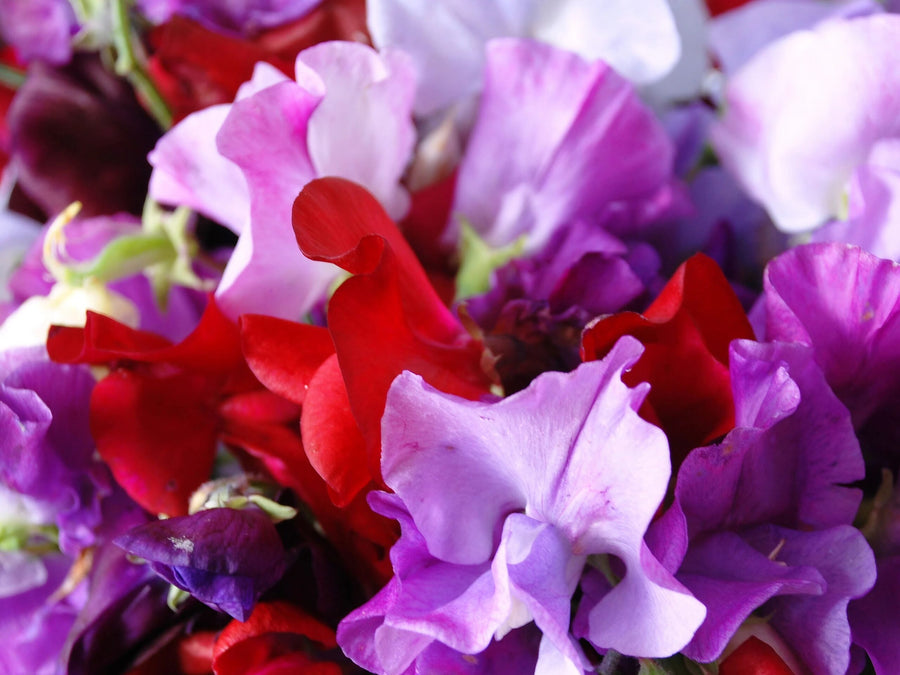 Sweet Pea Plants Mix Sweet Pea Plants Mix - 3 x 9cm Pots image4 4