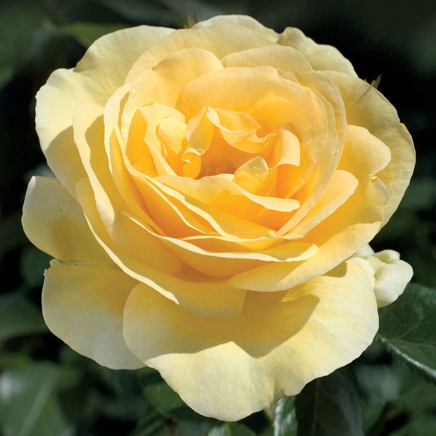 Scented Rose in 2L Tall Rose Pot - (Yellow Sunshine) Scented Rose in 2L Tall Rose Pot - (Yellow Sunshine) image1 1