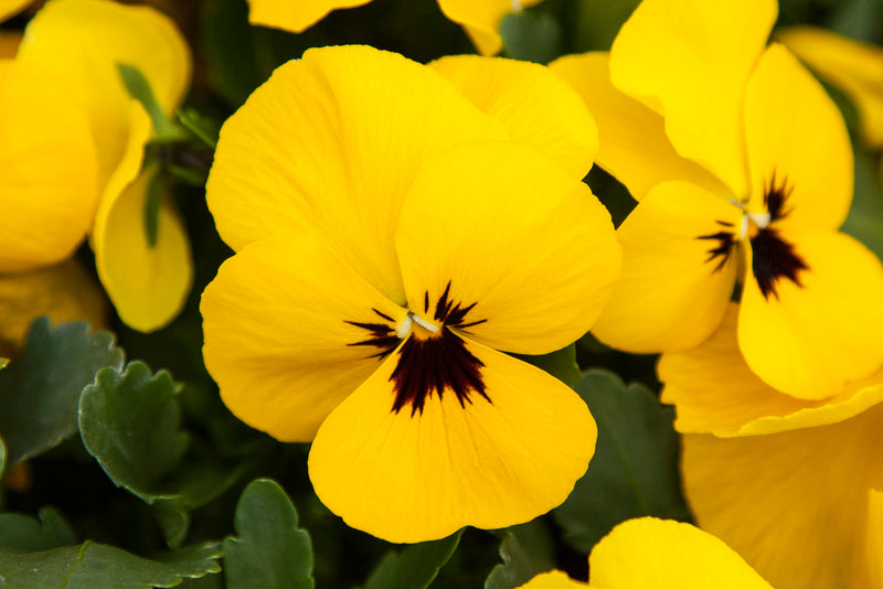 Trailing Pansy Freefall XL Bright Yellow - 12 Pack Trailing Pansy Freefall XL Bright Yellow - 12 Pack image2 1