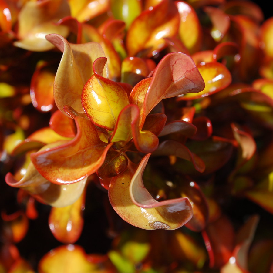 Coprosma Pina Colada - 2 Plants R (2) 1