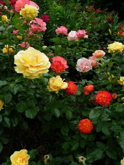 Tricolour Rose Bush R - 2022-05-17T153331.922 3