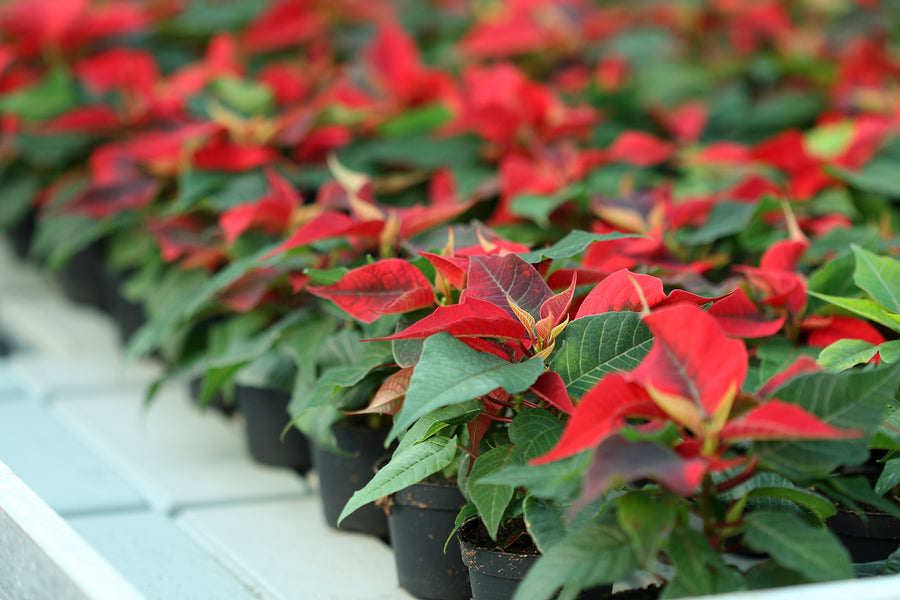 Mini Poinsettia Plants 3 x Mini Poinsettia Plants image3 3