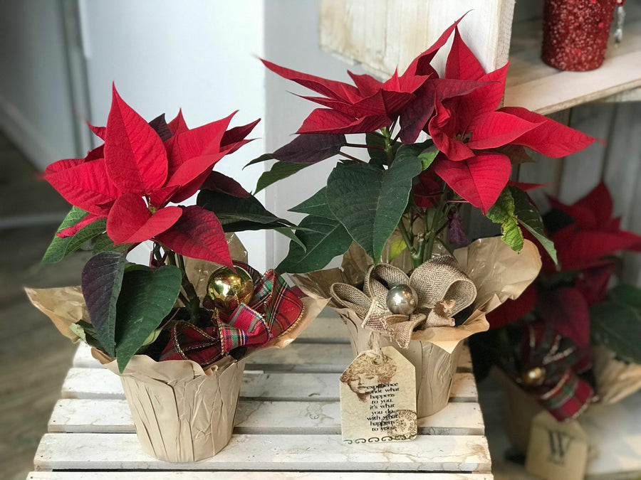 Mini Poinsettia Plants 3 x Mini Poinsettia Plants image2 1