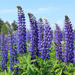 Lupin Perennials 'Blue' Lupin Perennials 'Blue' image2 2