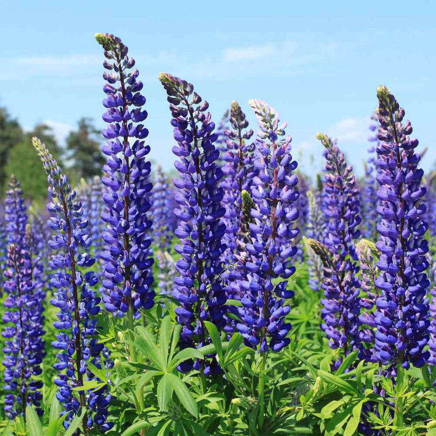 Lupin Perennials Blue Lupin Perennials 'Blue' image2 2