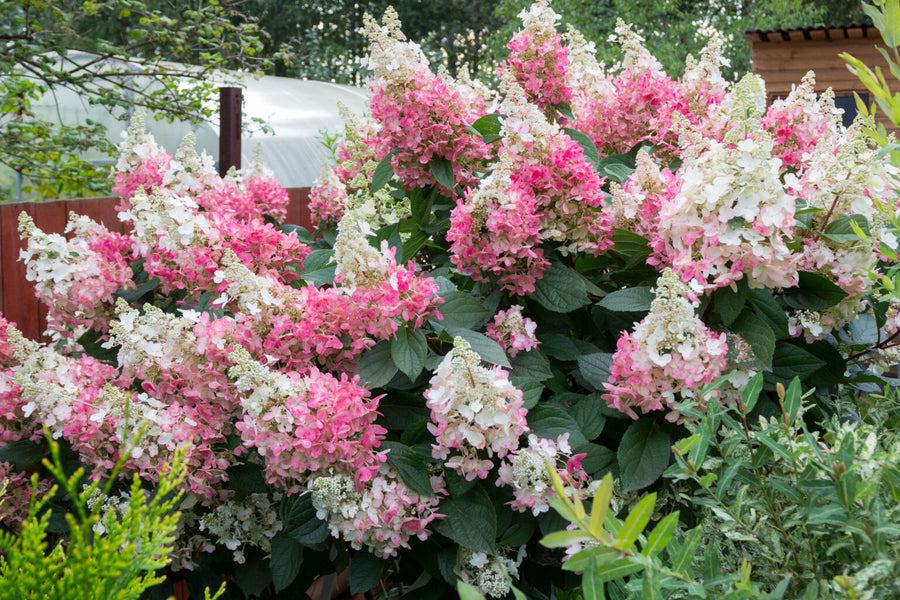 Hydrangea Paniculata Wim's Red Hydrangea paniculata - 'Wim's Red' image3 3