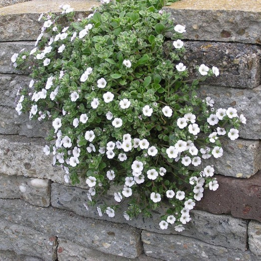 Gypsophila cerastoides - White Gypsophila cerastoides - White image3 3