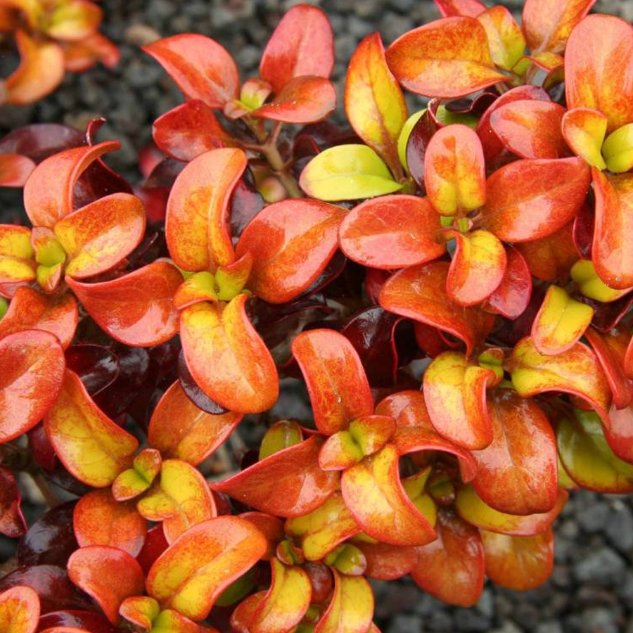 Coprosma Pina Colada - 2 Plants R (3) 4