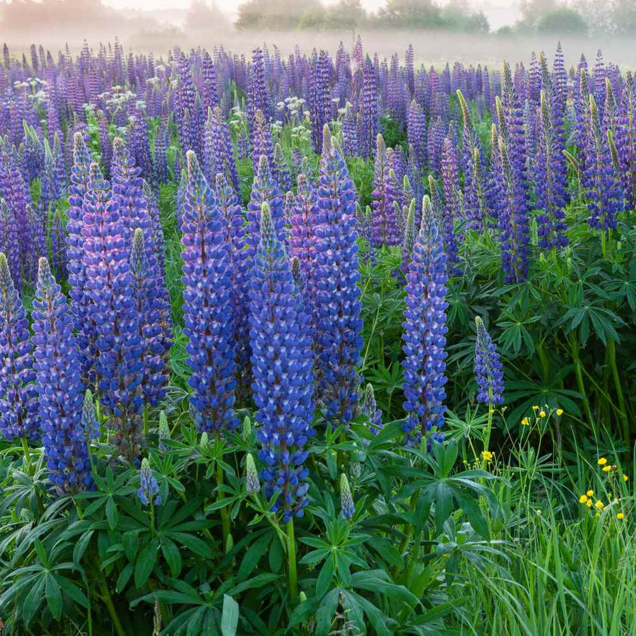 Lupin Perennials Blue Lupin Perennials 'Blue' image3 3