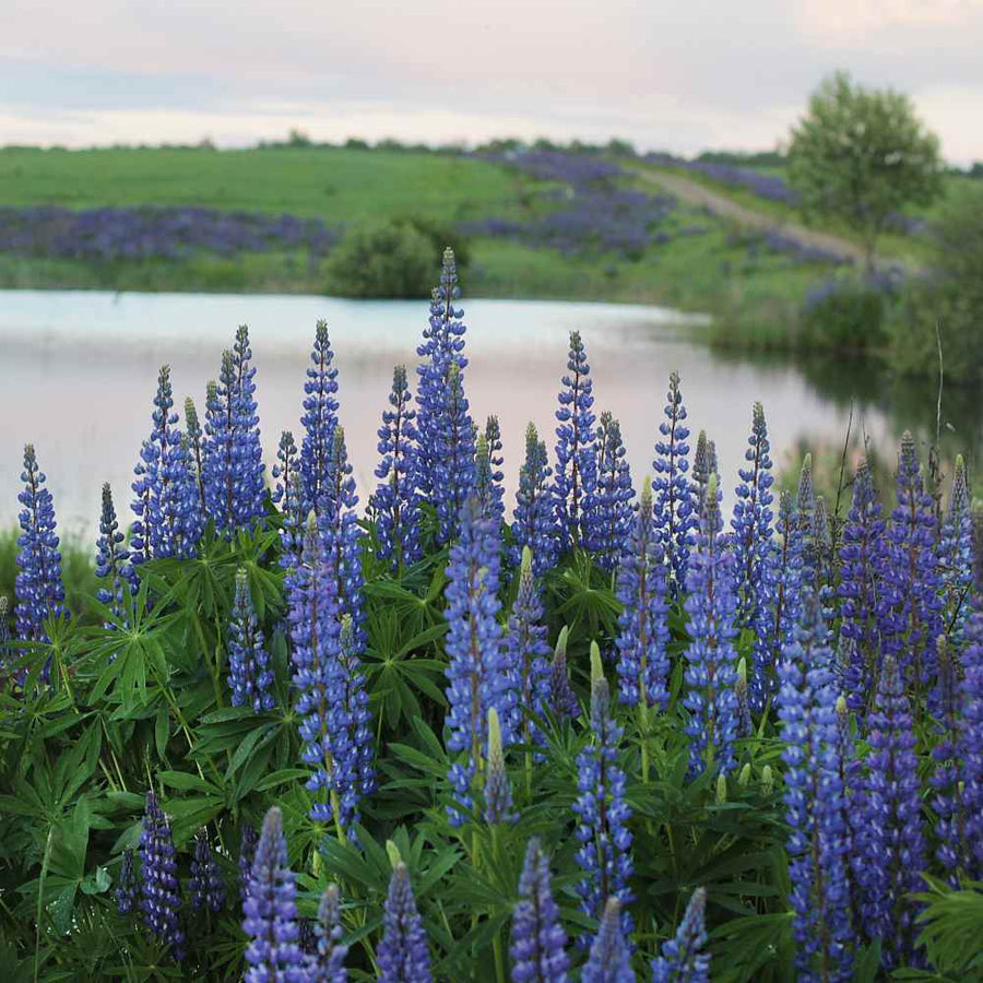 Lupin Perennials Blue Lupin Perennials 'Blue' image4 4