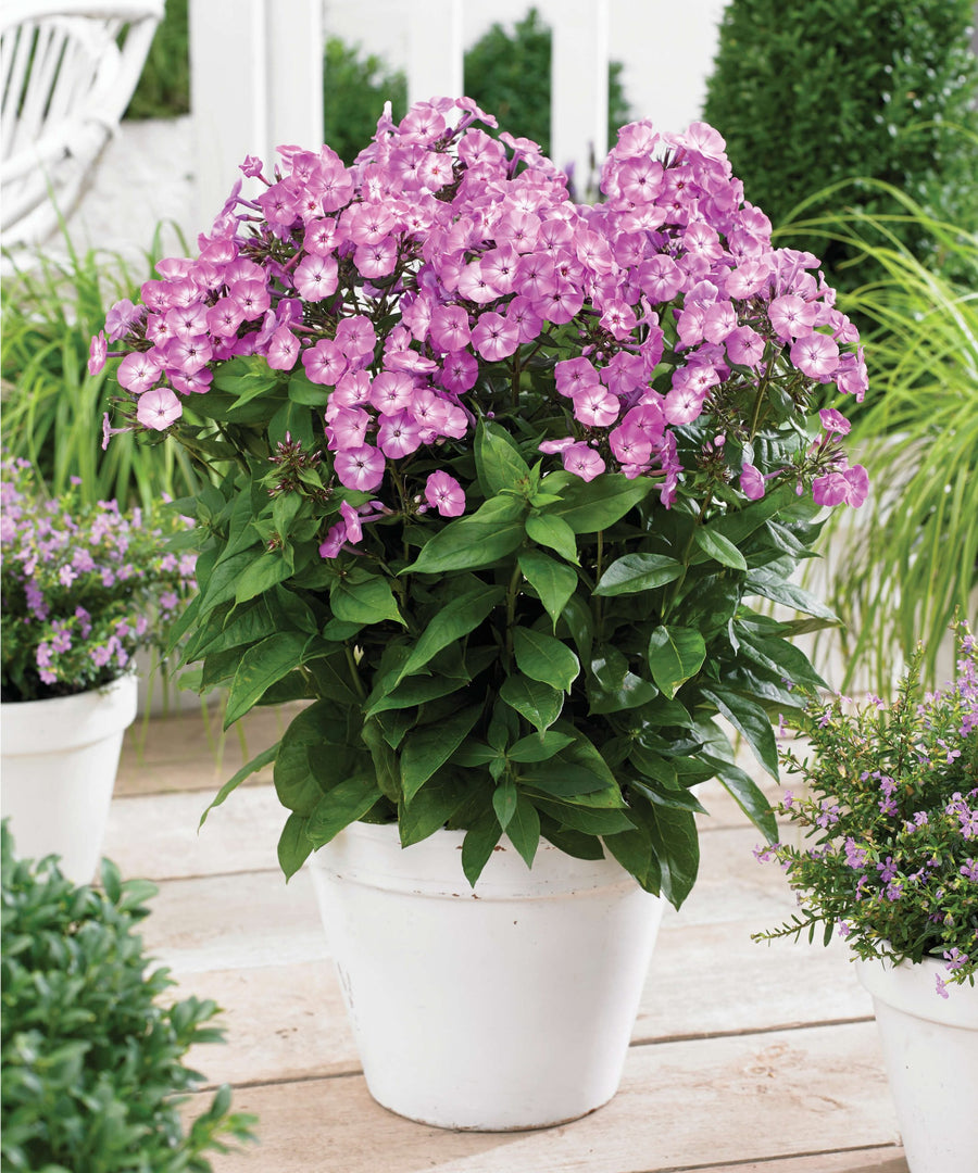 Phlox Panticulata - Lavender Phlox Panticulata - Lavender image3 3