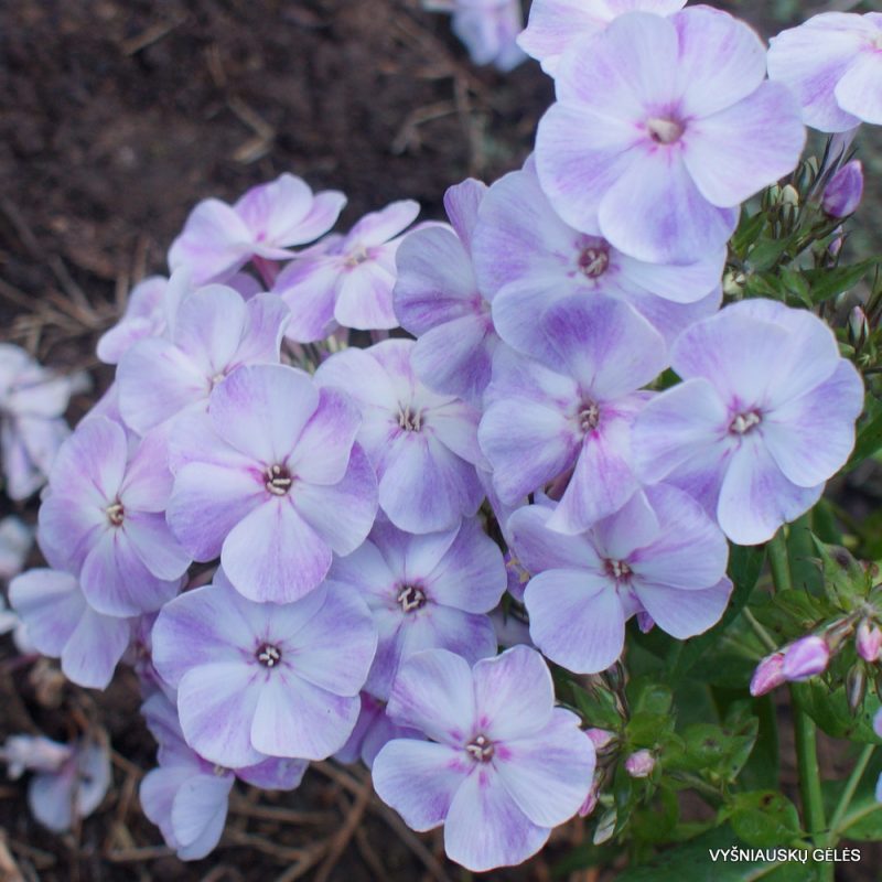 Phlox Panticulata - Little Boy Phlox Panticulata - Little Boy image1 1
