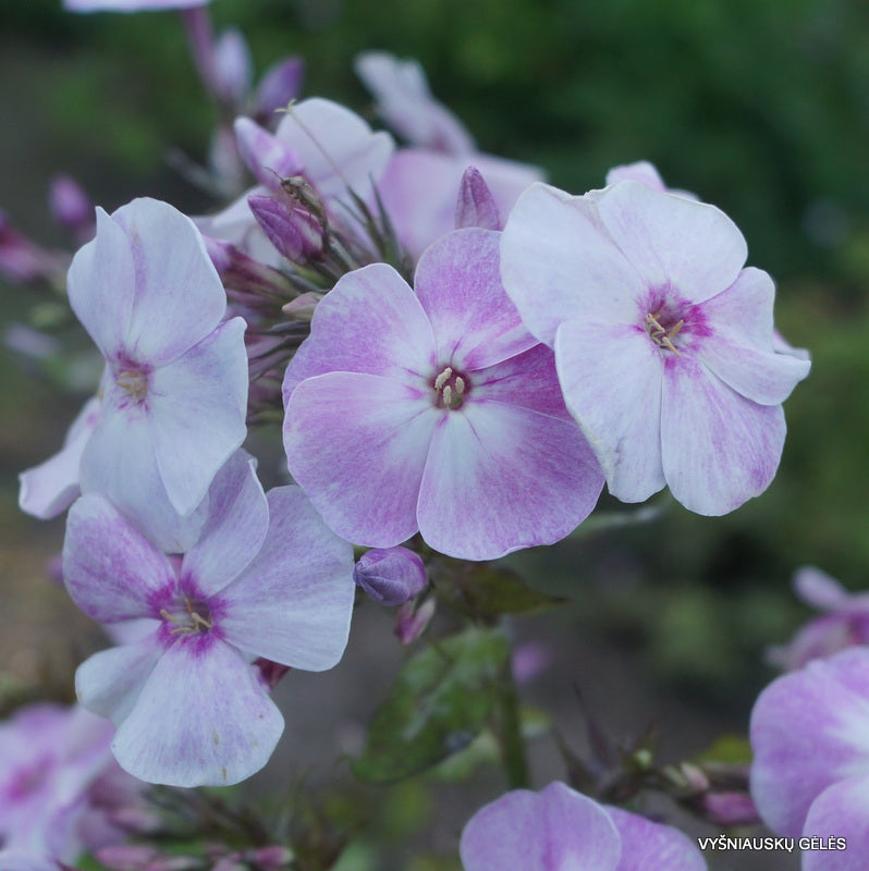 Phlox Panticulata - Little Boy Phlox Panticulata - Little Boy image2 2
