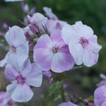 Phlox Panticulata  3