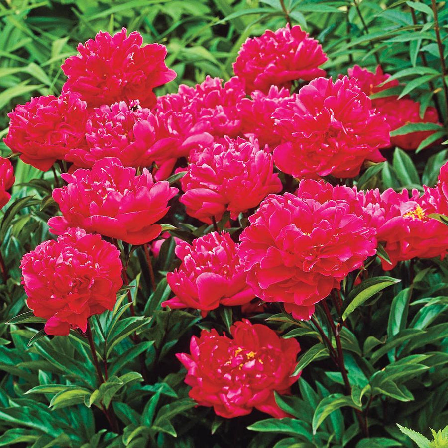 Tree Peony - Red Tree Peony - Red image4 4