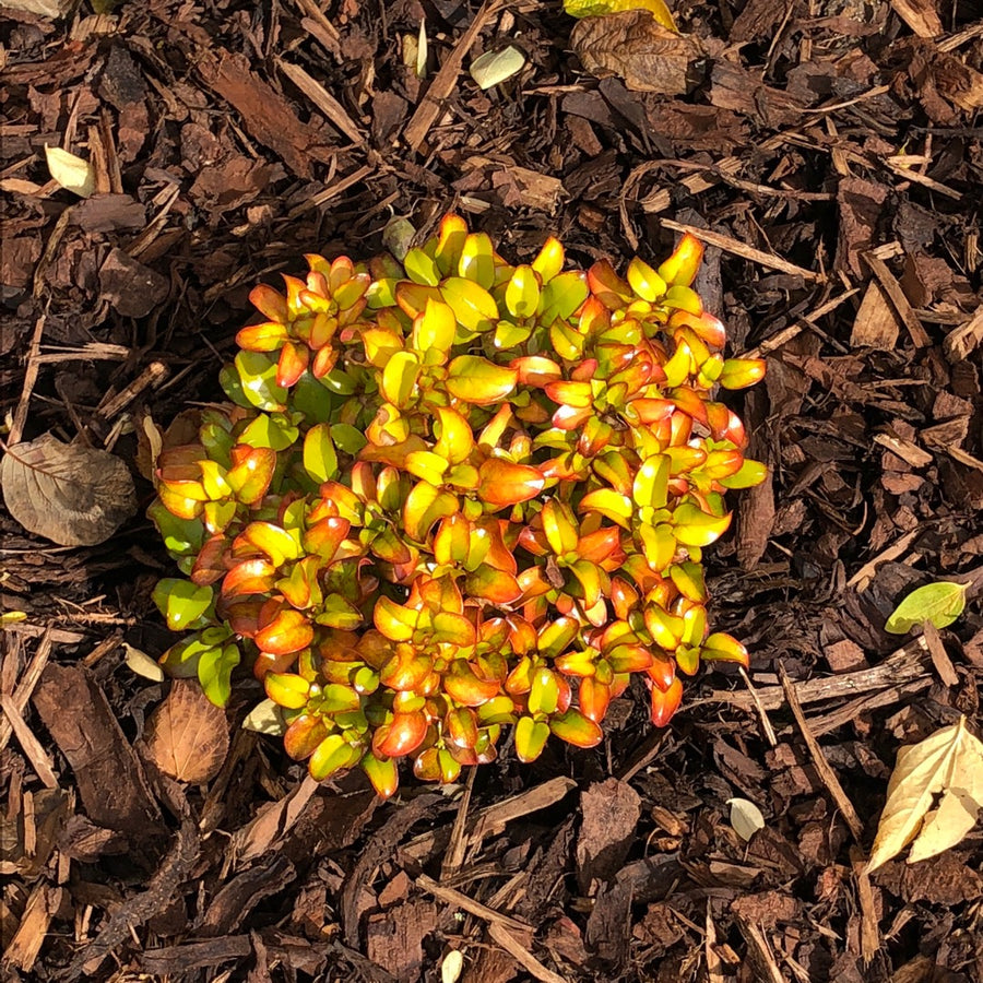Coprosma Pina Colada - 2 Plants R (43) 6