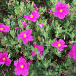 Cistus Sunset - 2 Plants Cistus Sunset - 2 Plants image2 2