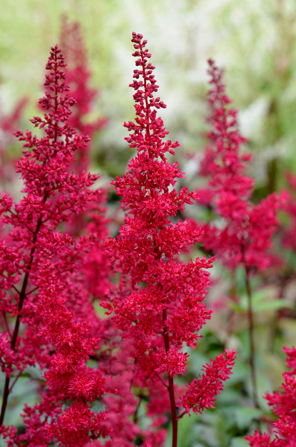 Red Fanal Astilbe Plant Astilbe Plants in 1L Pots - (Fanal) image3 1