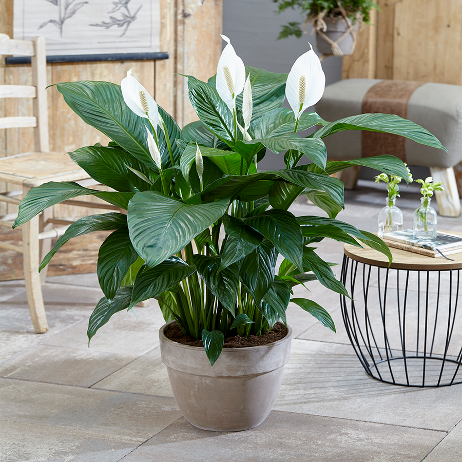 Spathiphyllum Peace Lily 'Alana' R (6) 2
