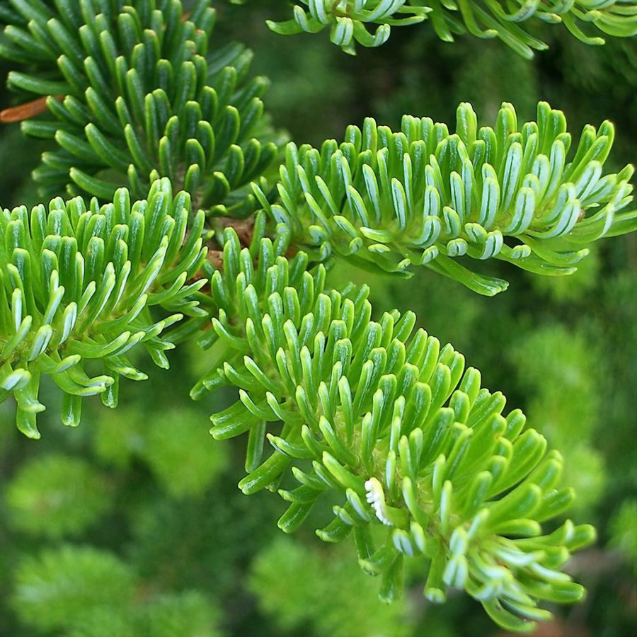 Fraser Fir Real Fresh Cut Christmas Tree Fraser Fir Real Fresh Cut Christmas Tree (4ft - 8ft) image2 6