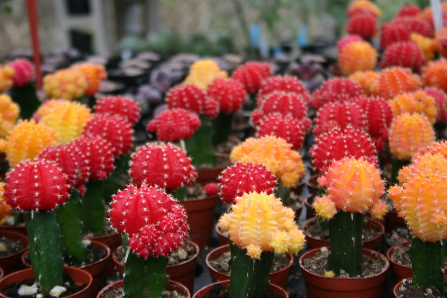 Gymnocalycium Mihanovichii Moon Cactus Plants 3 x Gymnocalycium Mihanovichii Moon Cactus Plants image4 1