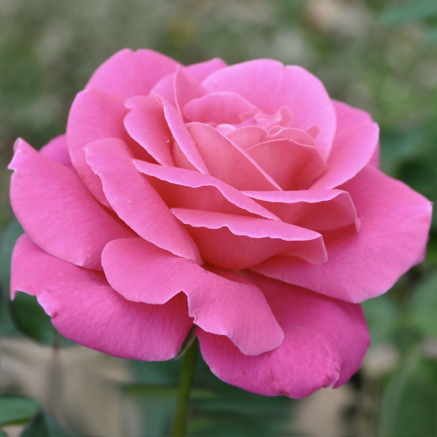 Scented Rose in 2L Tall Rose Pot - (Pink Peace) Scented Rose in 2L Tall Rose Pot - (Pink Peace) image1 1