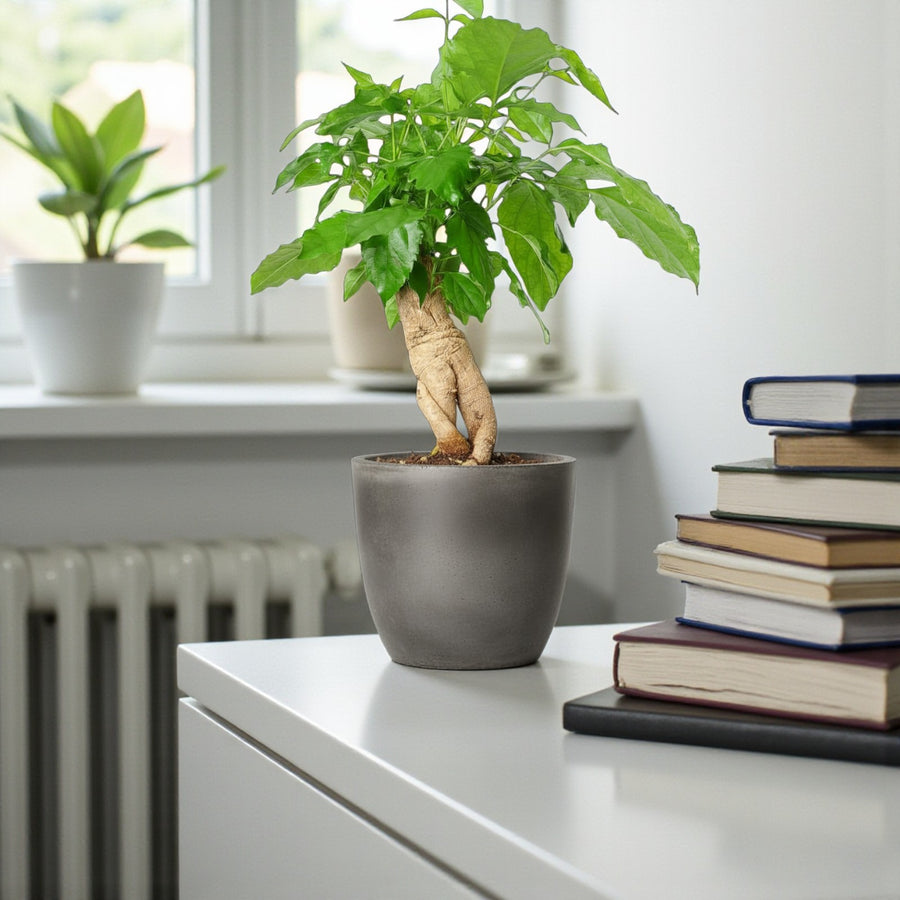 Radermachera Sinica China Doll Plant China Doll Plant (Radermachera sinica) with glossy green leaves and a woody base, displayed in a smooth grey pot on a white desk beside stacked books and a window. 1