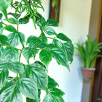 Radermachera Sinica China Doll Plant Close-up of Radermachera sinica leaves showing clusters of glossy, bright green foliage with a delicate, feathery appearance. 2