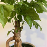 Radermachera Sinica China Doll Plant Radermachera sinica (China Doll Plant) showing its woody trunk base and fresh green leafy growth emerging from multiple stems. 3