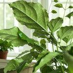 Radermachera Sinica China Doll Plant Mature China Doll Plant with lush, glossy green foliage and multiple stems, placed indoors near a window in soft natural light. 4