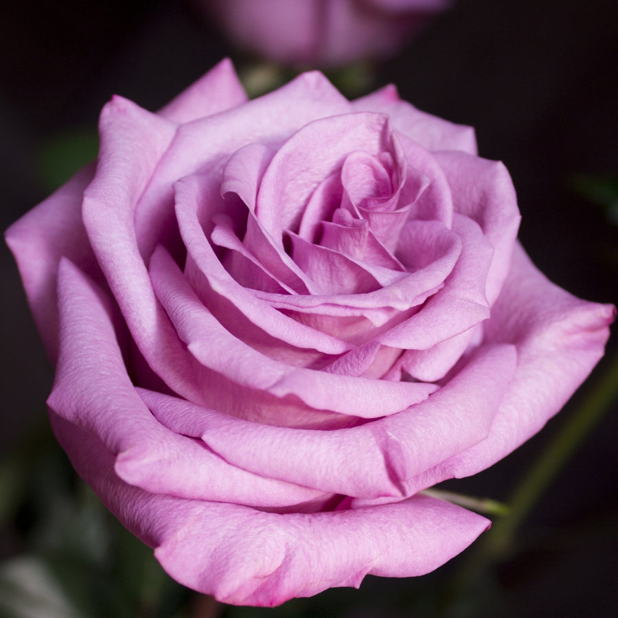 Rose Royal Air Force  2