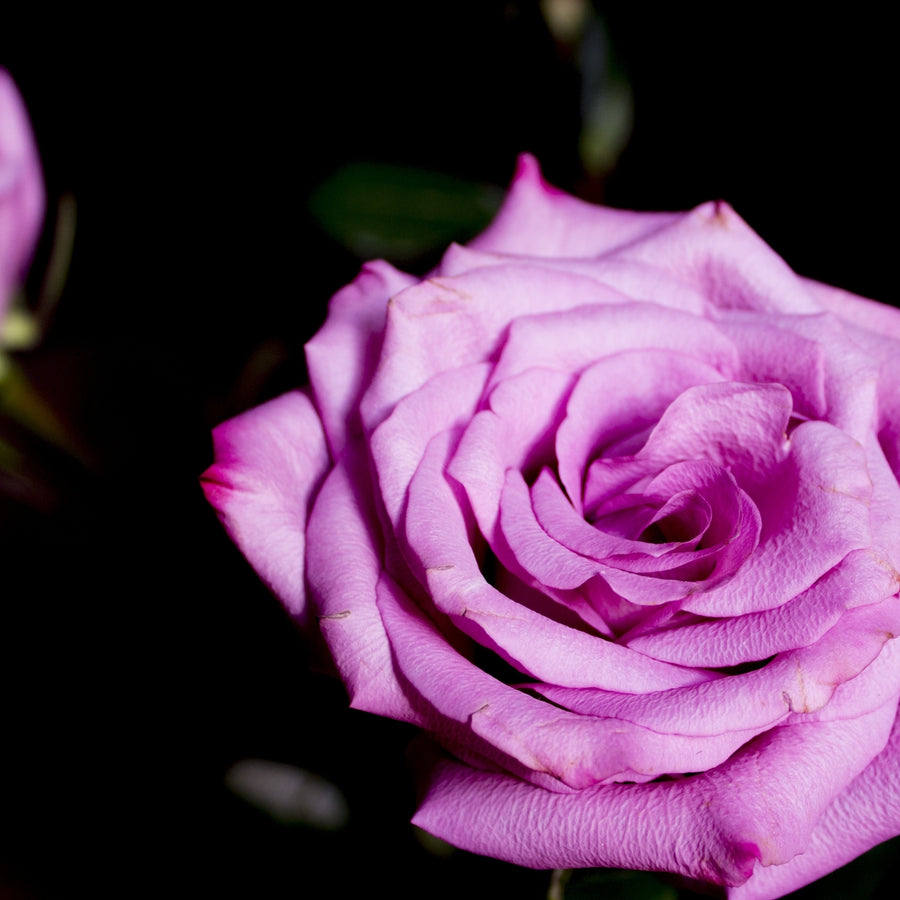 Rose Royal Air Force  3