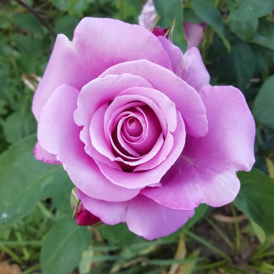 Rose Royal Air Force  4