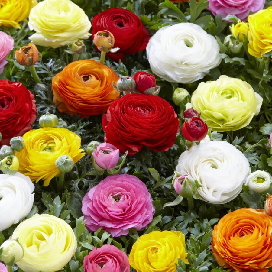 Ranunculus Bulb Mix RANCBLBMIX - ranunculus mixed summer flowering bulb - image1 1