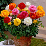 Ranunculus Spring Bulb Mix RANCBLBMIX - ranunculus mixed summer flowering bulb - image2 2