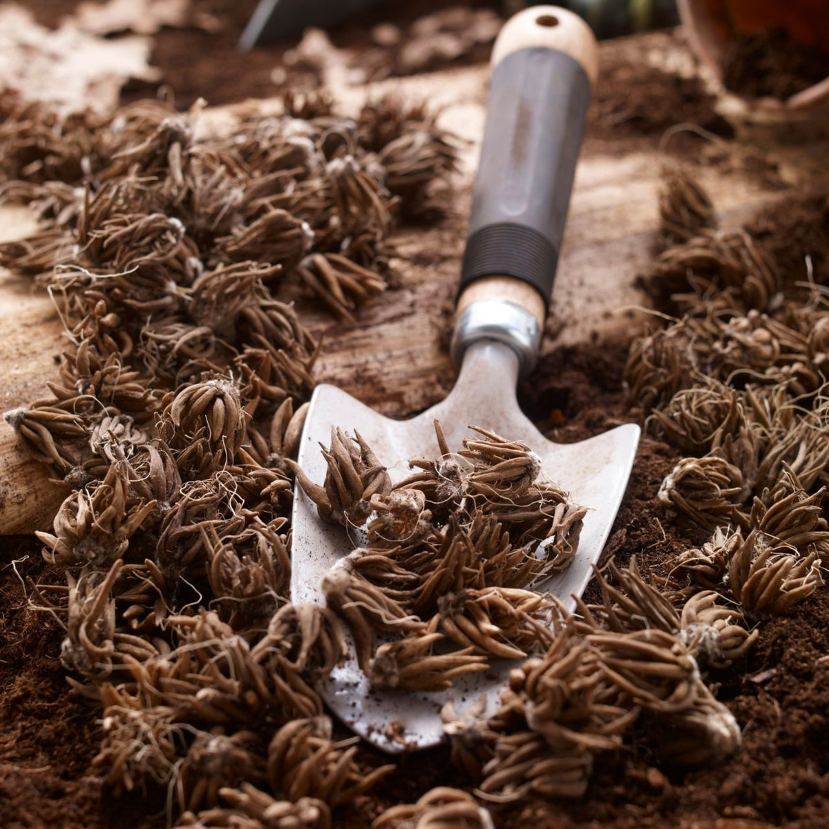 Ranunculus Spring Bulb Mix RANCBLBMIX - ranunculus mixed summer flowering bulb - image3 3