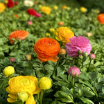 Ranunculus Spring Bulb Mix RANCBLBMIX - ranunculus mixed summer flowering bulb - image5 5