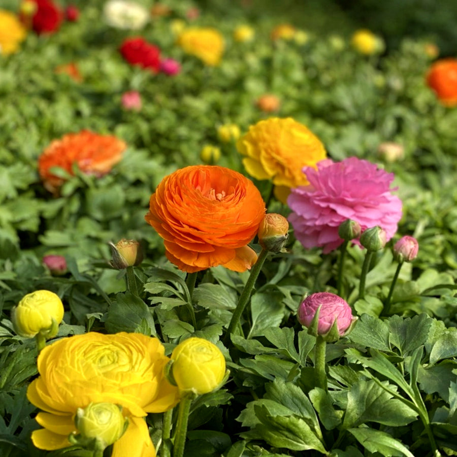 Ranunculus Bulb Mix RANCBLBMIX - ranunculus mixed summer flowering bulb - image5 5