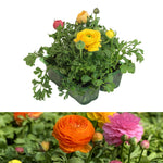 Ranunculus Mixed Plant 4 Pack split image showing tray of four flowering young Ranunculus plants and close up shot of various Ranunculus flowers in bloom. 2