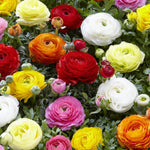 Ranunculus Mixed Plant 4 Pack A vibrant close-up of a dense grouping of Ranunculus flowers in full bloom. The flowers display a wide range of colours including white, yellow, orange, red, and pink, creating a colourful and textured floral carpet. 5
