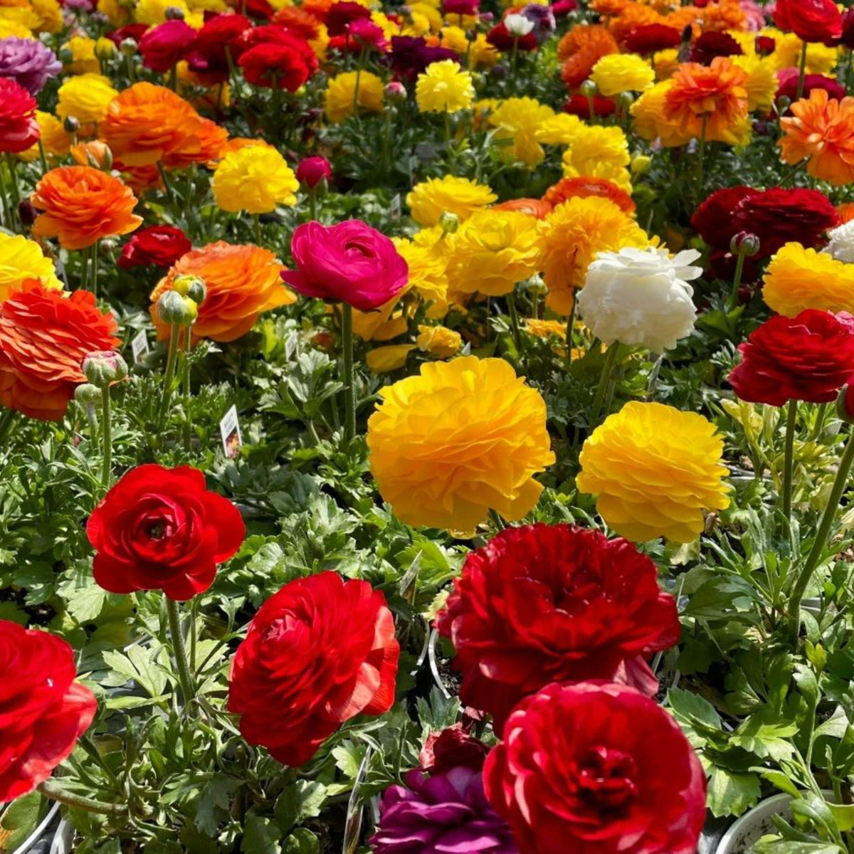 Ranunculus Mixed Plant 4 Pack A wide, eye-level shot captures a dense field of vibrant Ranunculus flowers in full bloom. The flowers are a mix of bright colours, including yellow, orange, red, pink, and white, creating a visually rich and textured landscape.  1