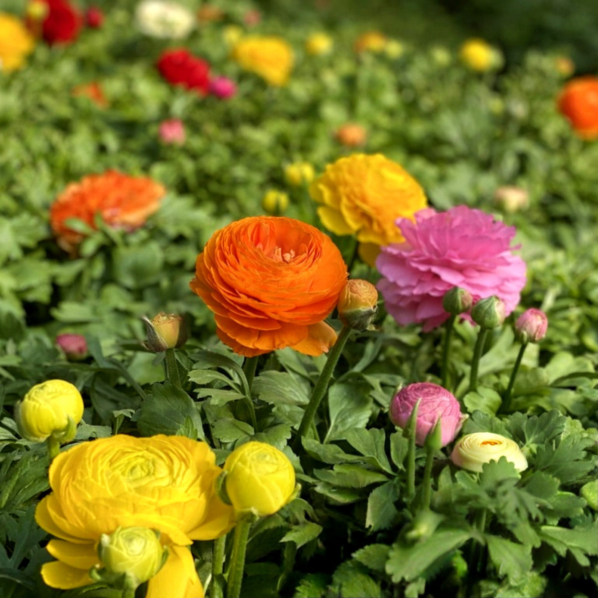 Ranunculus Mixed Plant 4 Pack A close-up shot focuses on a vibrant cluster of Ranunculus flowers in various stages of bloom. 3
