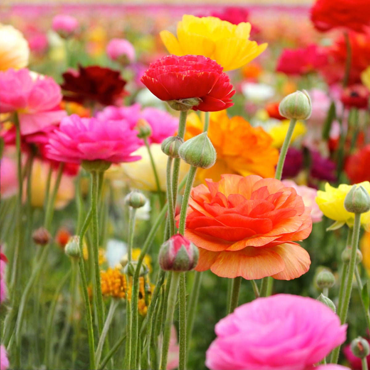 Ranunculus Mixed Plant 4 Pack A vibrant, eye-level close-up captures a field of blooming Ranunculus flowers. The image is filled with a variety of colours, including bright pink, deep red, sunny yellow, and warm orange.  4