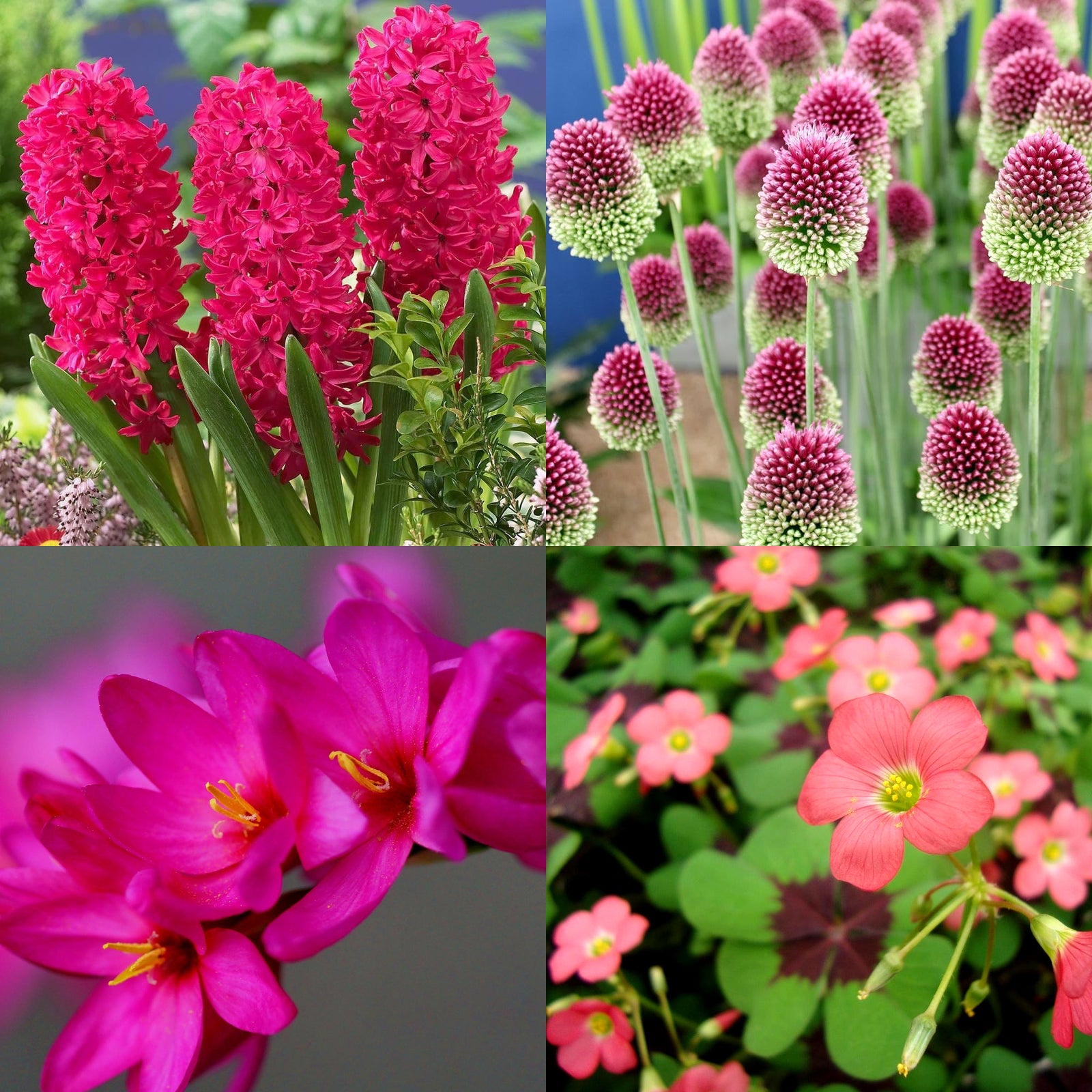 Red Spring Bulb Collection