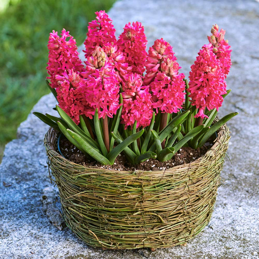 Red Spring Bulb Collection Red Spring Bulb Collection image2 3