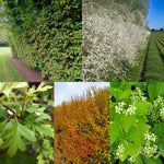 RHS Pollinator Friendly Hedging Mix Collage showing an RHS pollinator-friendly hedge mix, including hornbeam, blackthorn in white spring blossom, field maple leaves, autumn-coloured mixed native hedging, and spindle with green leaves and clusters of white flowers. 1