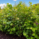 RHS Pollinator Friendly Hedging Mix Dense green hazel hedge with rounded leaves, growing vigorously in a garden border. 3
