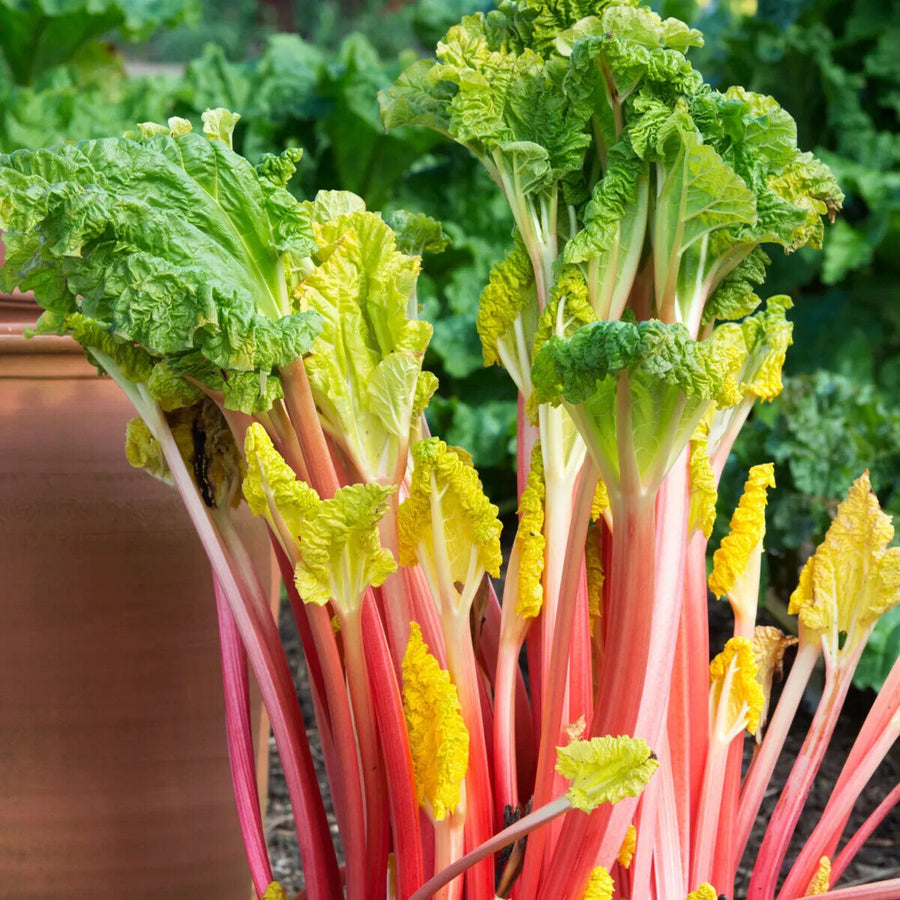 Glaskins Perpetual Rhubarb Crown Bare Roots  1