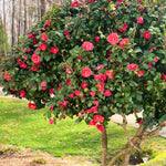 Camellia Japonica R.L Wheeler Plant  2